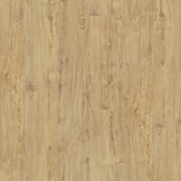 Acacia Montana